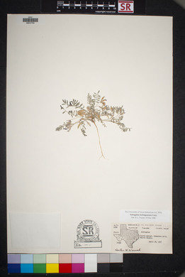 Astragalus emoryanus var. terlinguensis image