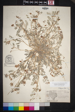 Astragalus emoryanus var. terlinguensis image