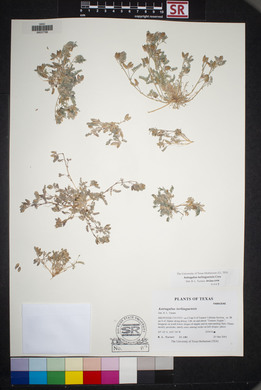 Astragalus emoryanus var. terlinguensis image