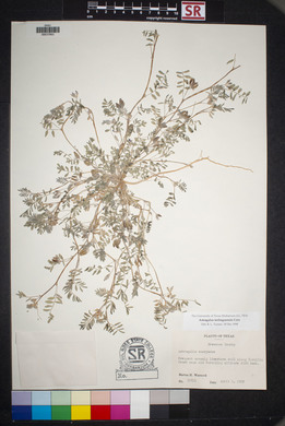 Astragalus emoryanus var. terlinguensis image