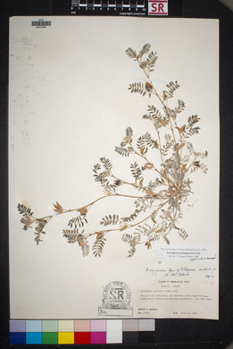 Astragalus emoryanus var. terlinguensis image