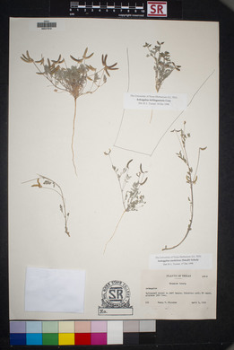 Astragalus emoryanus var. terlinguensis image