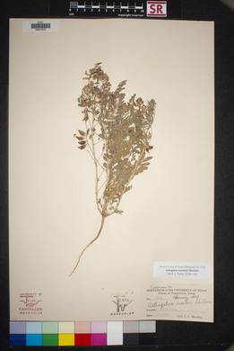 Astragalus allochrous image