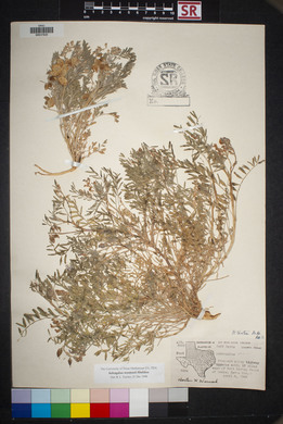 Astragalus allochrous var. playanus image