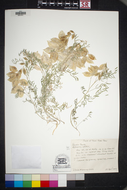 Astragalus allochrous image