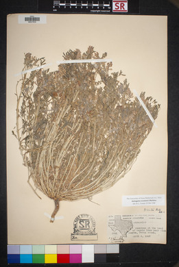 Astragalus allochrous var. playanus image