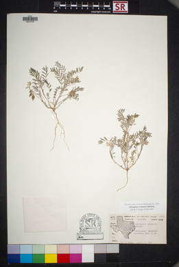 Astragalus allochrous image