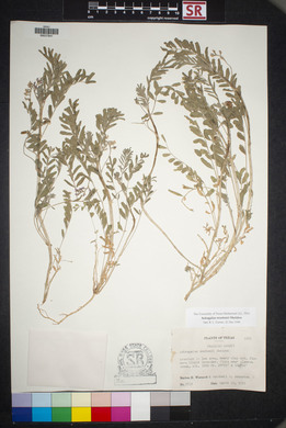 Astragalus allochrous var. playanus image