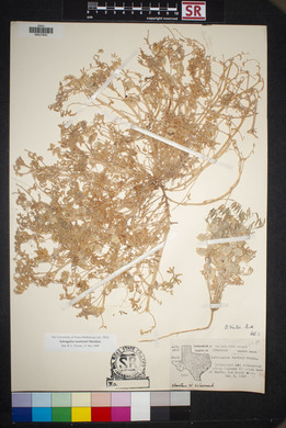 Astragalus allochrous image