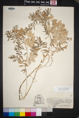 Astragalus allochrous var. playanus image