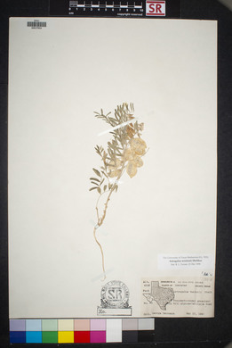 Astragalus allochrous image