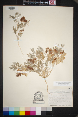 Astragalus allochrous image