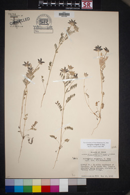 Astragalus wrightii image