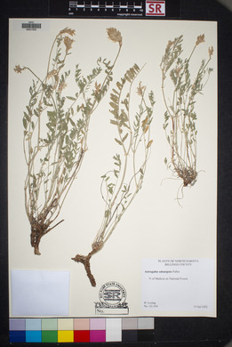 Astragalus laxmannii var. robustior image