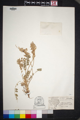 Astragalus mollissimus image