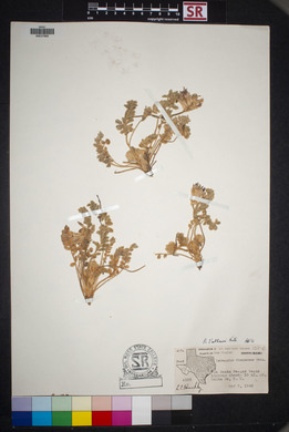 Astragalus mollissimus var. matthewsii image