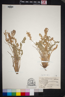 Astragalus mollissimus image