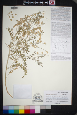 Astragalus thurberi image