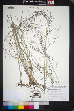 Zuloagaea bulbosa image