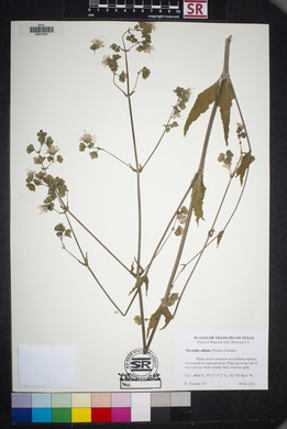 Mirabilis albida image