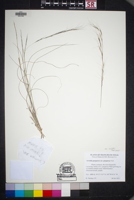 Aristida purpurea var. wrightii image