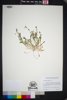 Cerastium axillare image