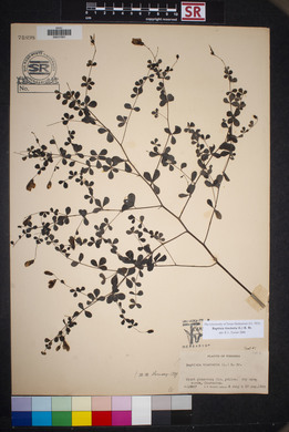 Baptisia tinctoria image