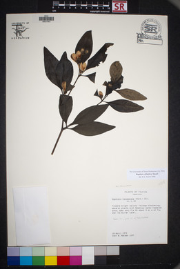 Baptisia elliptica image