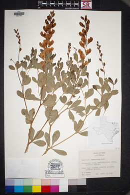 Baptisia sphaerocarpa image