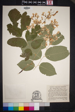 Cladrastis kentukea image