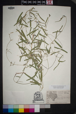 Cologania angustifolia image