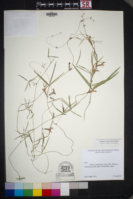 Cologania angustifolia image