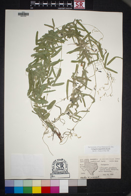 Cologania angustifolia image