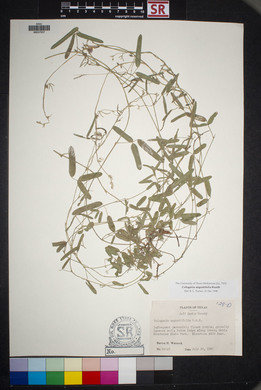 Cologania angustifolia image