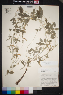 Cologania pallida image