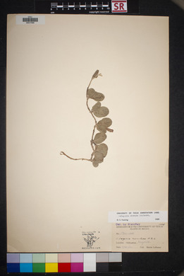 Cologania obovata image