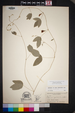 Cologania pallida image