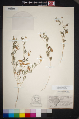 Crotalaria pumila image