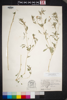 Crotalaria pumila image