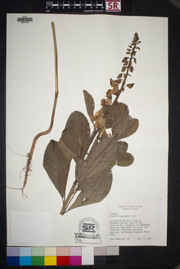 Crotalaria spectabilis image