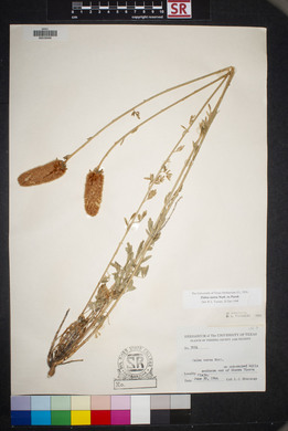 Dalea aurea image