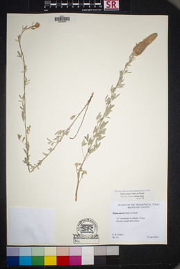 Dalea aurea image