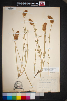 Dalea aurea image