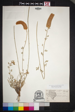 Dalea aurea image