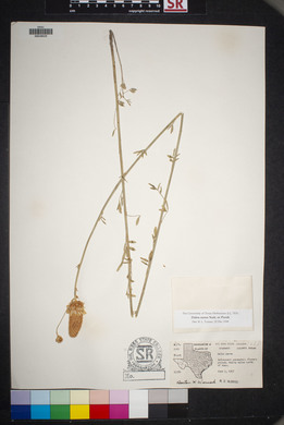 Dalea aurea image