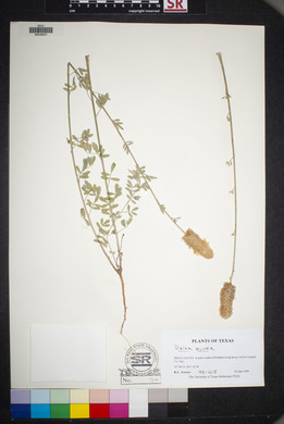 Dalea aurea image