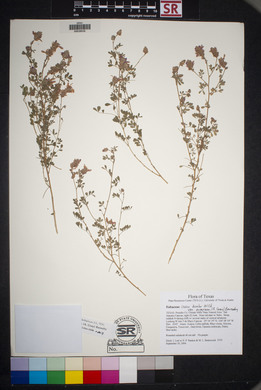 Dalea bicolor image