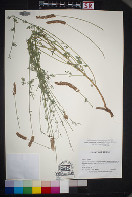 Dalea candida var. oligophylla image