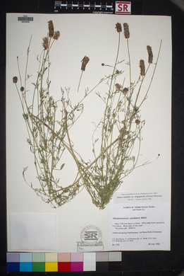 Dalea candida var. oligophylla image