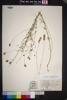 Dalea candida var. oligophylla image